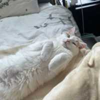 Photo of Fergus