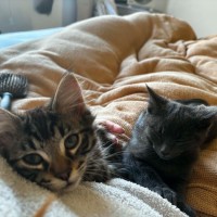 Photo of Chook & Goose