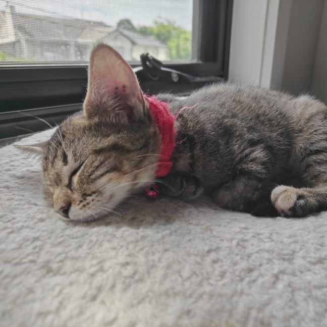 Photo of Paprika