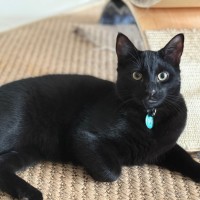 Photo of Noctis
