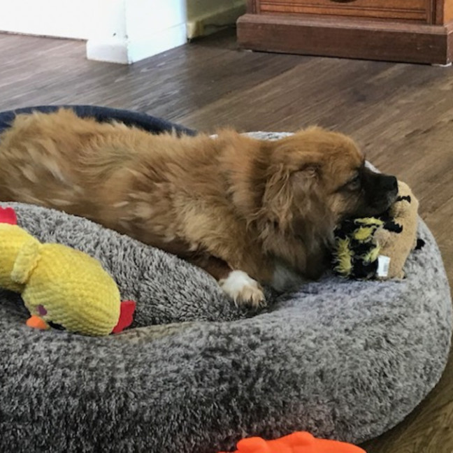 Photo of Matcha 💖Tibetan Spaniel (On Trial 3/2/26)