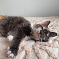Photo of Dollie