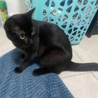 Photo of Ebony