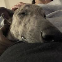 Photo of Peanut, The Pretty Greyhound