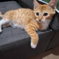 Photo of Pip