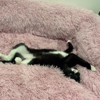 Photo of Beanie