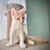 Photo of Peach