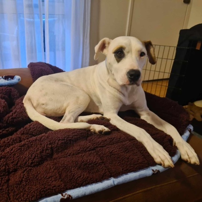 Photo of Penny