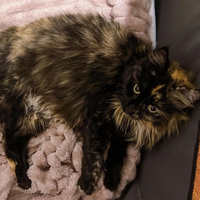 Photo of Hazel & Willow