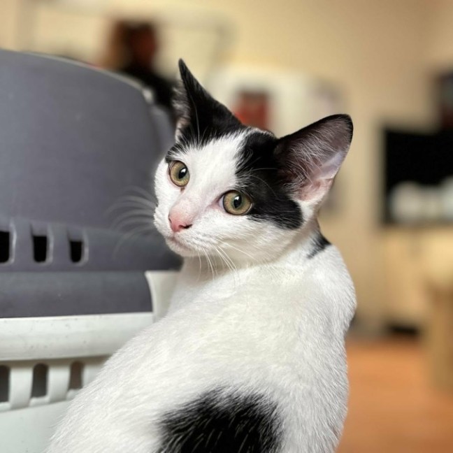 Photo of 🎀 Ribbon 🎀