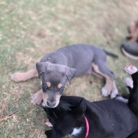 Photo of Bentley