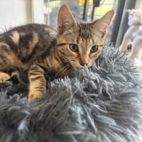 Photo of Reggie Meet Me@Petstock Mornington Nepean Hwy