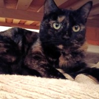 Photo of C1493 Bobby