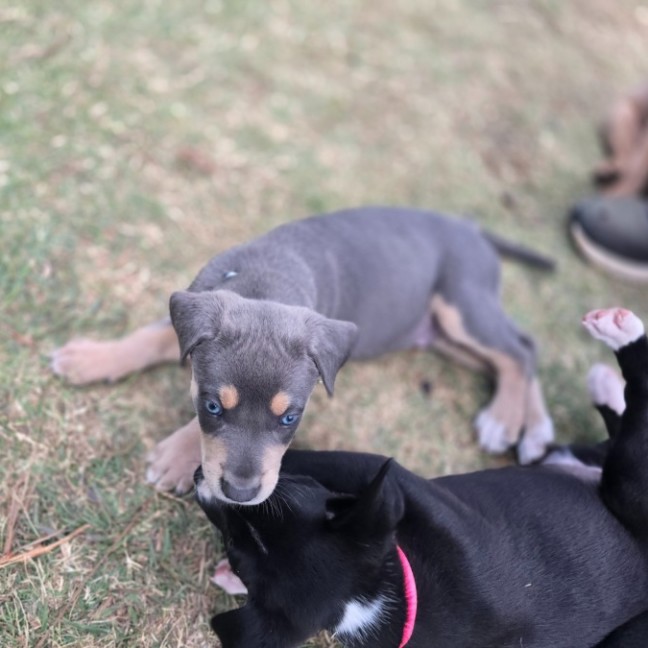 Photo of Bentley