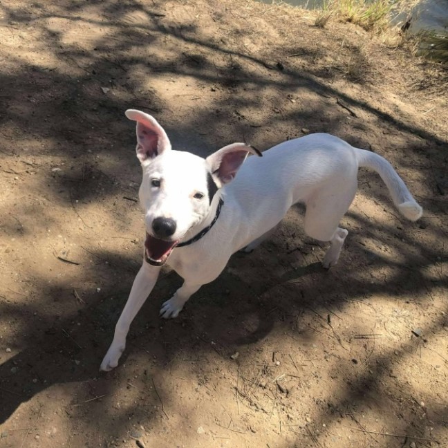 Photo of Toby