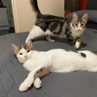 Photo of Espionage