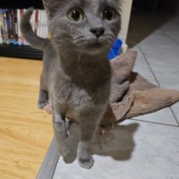 Photo of Smokey