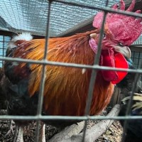 Photo of Four Roosters