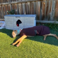 Photo of Roo