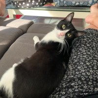 Photo of Jinx