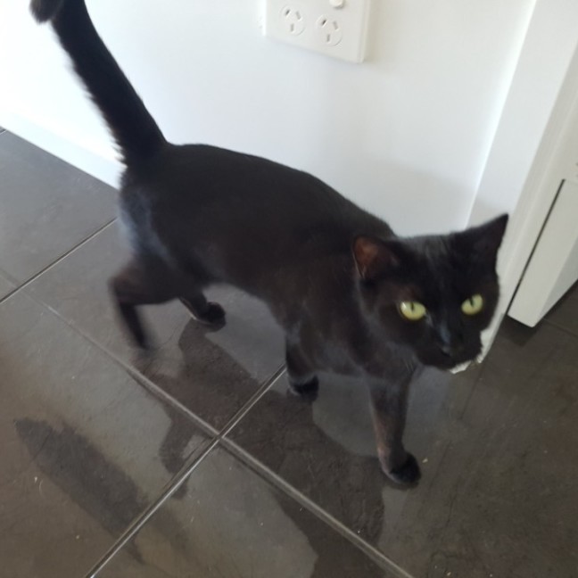 Photo of Gracie