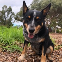 Photo of Patches 