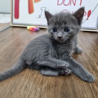 Photo of Sadie