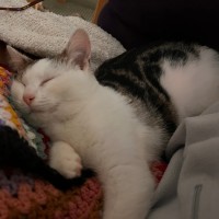 Photo of Marshmallow