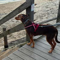 Photo of Piper