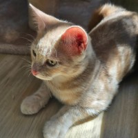 Photo of Angus