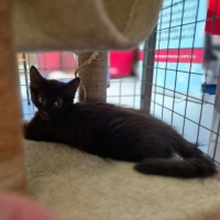 Photo of Cadbury ** 2nd Chance Cat Rescue**