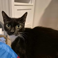 Photo of Martina Hingis **2nd Chance Cat Rescue**