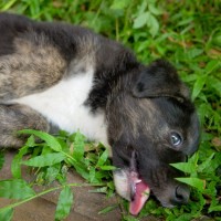 Photo of Rex