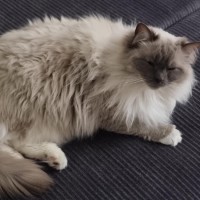 Photo of Molly🐱💕😻