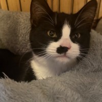 Photo of Socks