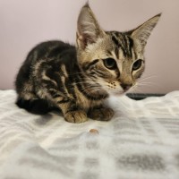 Photo of Ana   In Foster Care In Templestowe