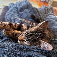 Photo of Millie