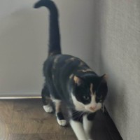 Photo of Black Beauty