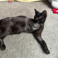 Photo of Gomez   Located In Pakenham