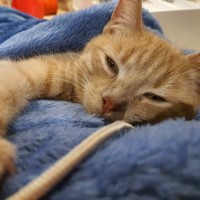 Photo of Taka **2nd Chance Cat Rescue**