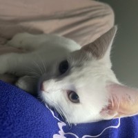 Photo of Vivi   In Foster Care In Avondale Heights