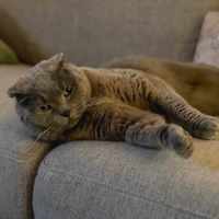 Photo of Benson ** 2nd Chance Cat Rescue**