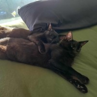 Photo of Pip & Squeak   In Foster In Preston 