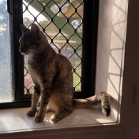Photo of Tink