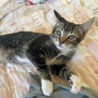 Photo of Socks