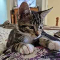 Photo of Fry **2nd Chance Cat Rescue**