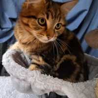 Photo of Lino (Located In Werribee)