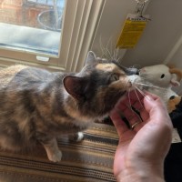 Photo of Snickers 