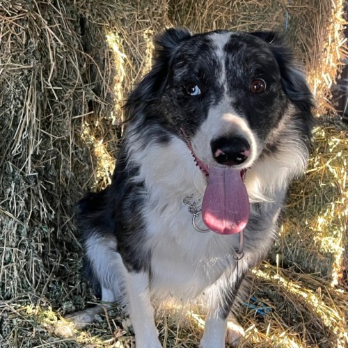 Zxander - Border Collie Dog
