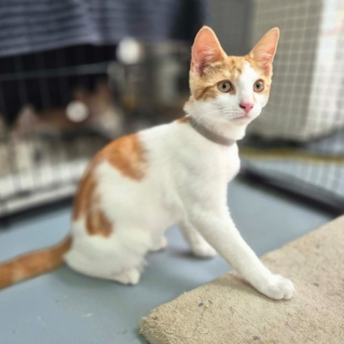 Jonas ** 2nd Chance Cat Rescue** - Domestic Short Hair (DSH) Cat